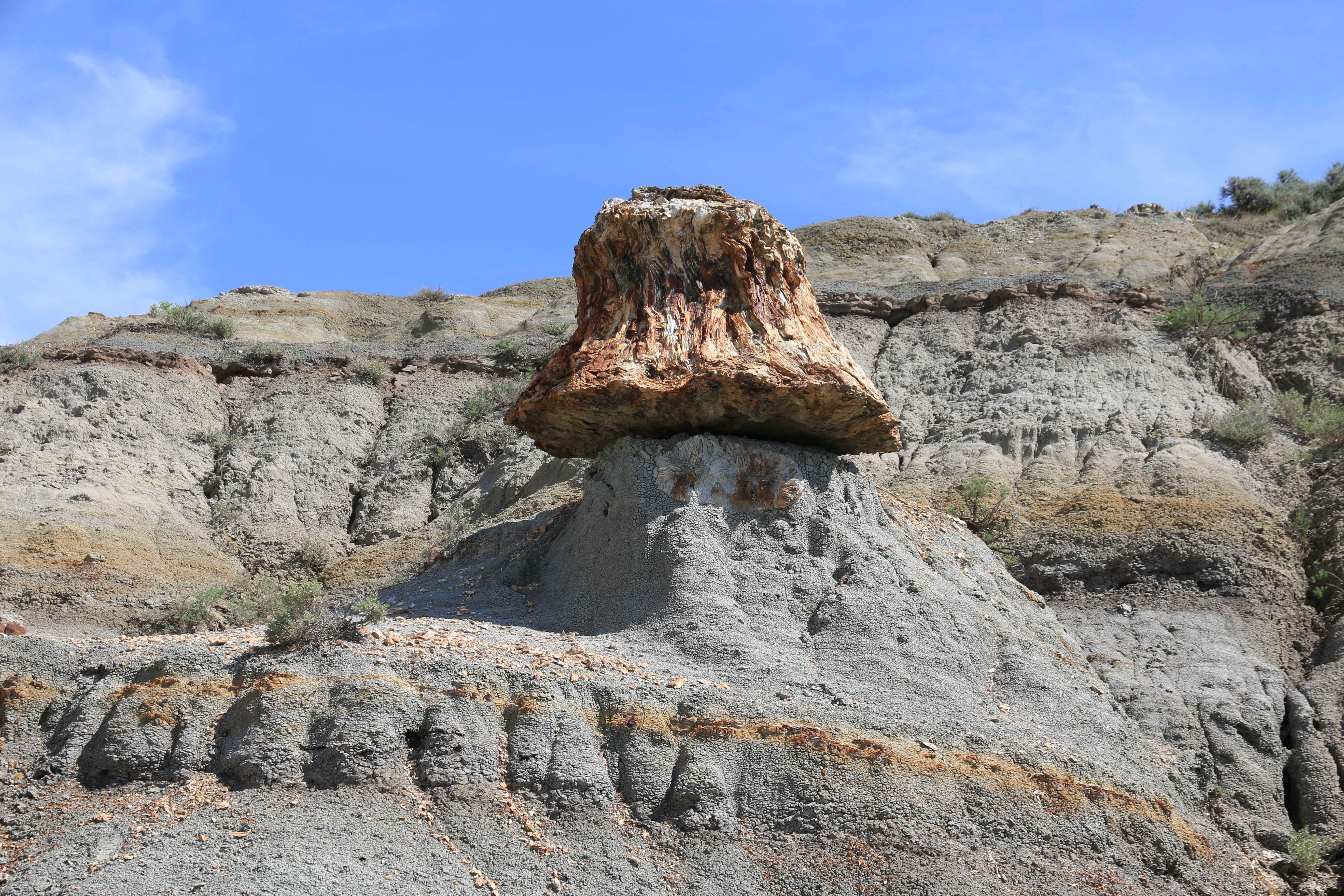 Theodore Roosevelt NP